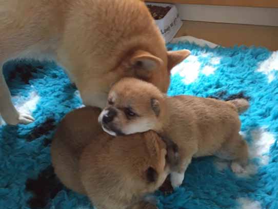 Cuccioli Shiba Inu Austria