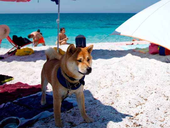 Cuccioli Shiba Inu Lazio