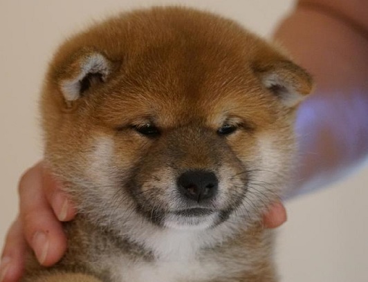 Cuccioli Shiba Inu Liechtenstein