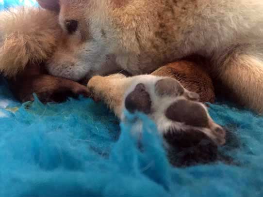 Cuccioli Shiba Inu Liguria