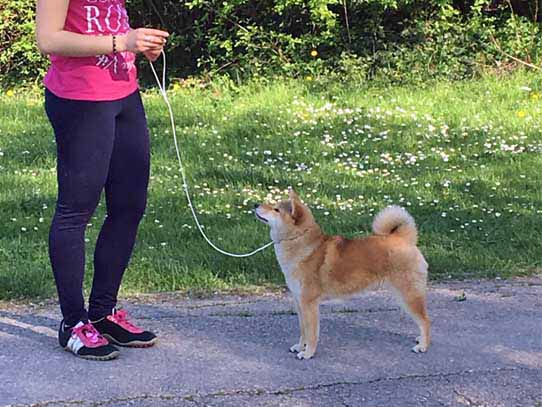 Cuccioli Shiba Inu Lombardia