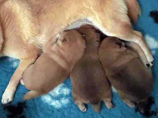 Cuccioli Shiba Inu Marche