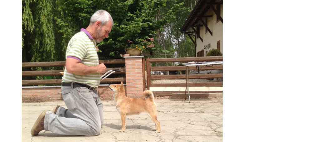 Shiba Inu Handling