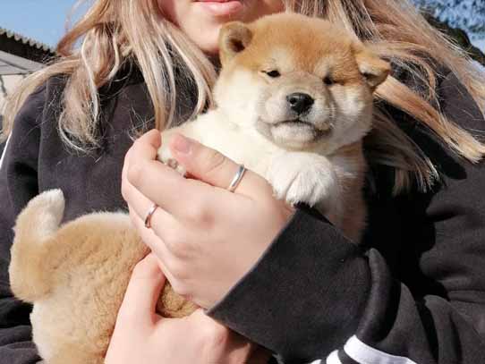 Allevamento Shiba Inu