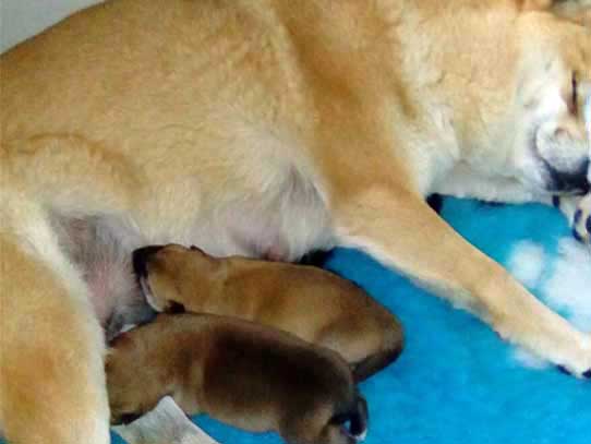 Aspirapolvere per peli di animali, cani razza shiba inu.