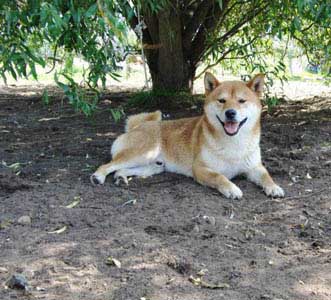 Shiba Inu Veterinario