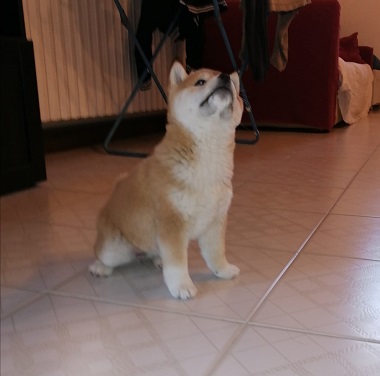 Cane Shiba Inu