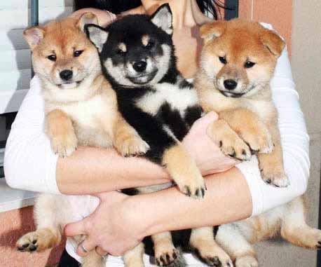 Shiba Inu Cuccioli disponibili