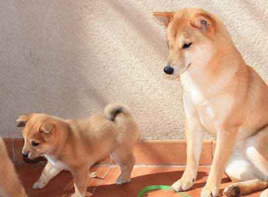 Shiba Inu Dominanza