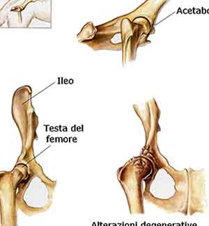 glucosamina displasia anca necrosi