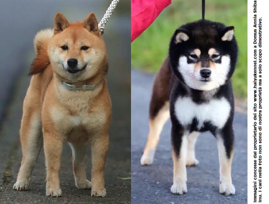 MameShibaInu