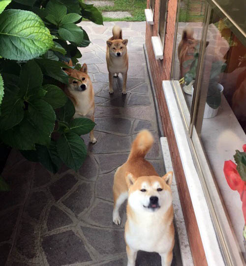 Shiba Socializzazione