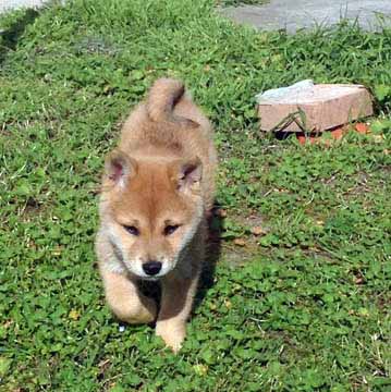 Shiba integratori