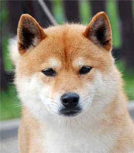 Shiba Inu campione del mondo