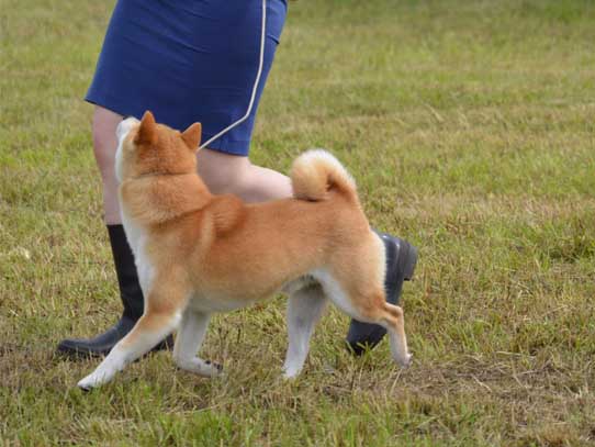 Shiba Inu estate