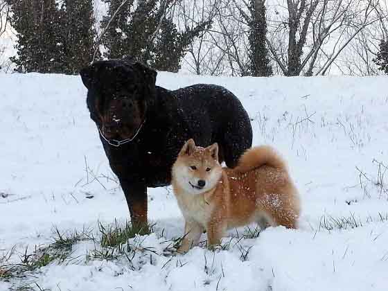 Shiba Inu e Rottweiler