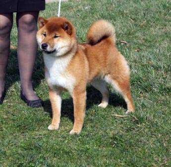 Shiba Inu Veterinary