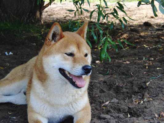 Shiba Inu world champion