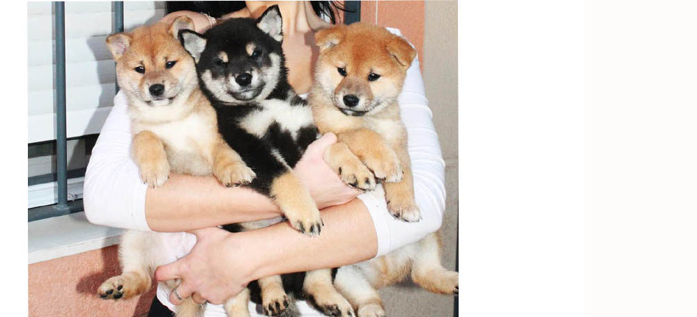 Shiba Inu Puppies