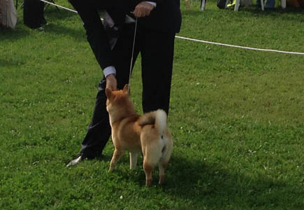 Shiba expo collare giunzaglio