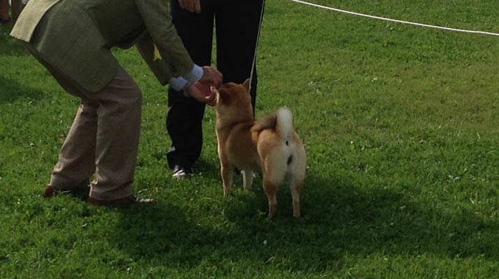 Shiba Collar Leash