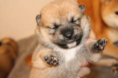 Shiba Inu Puppy 13 days