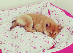 Shiba Inu Cucciola 13 giorni