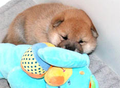 Shiba Inu Puppy