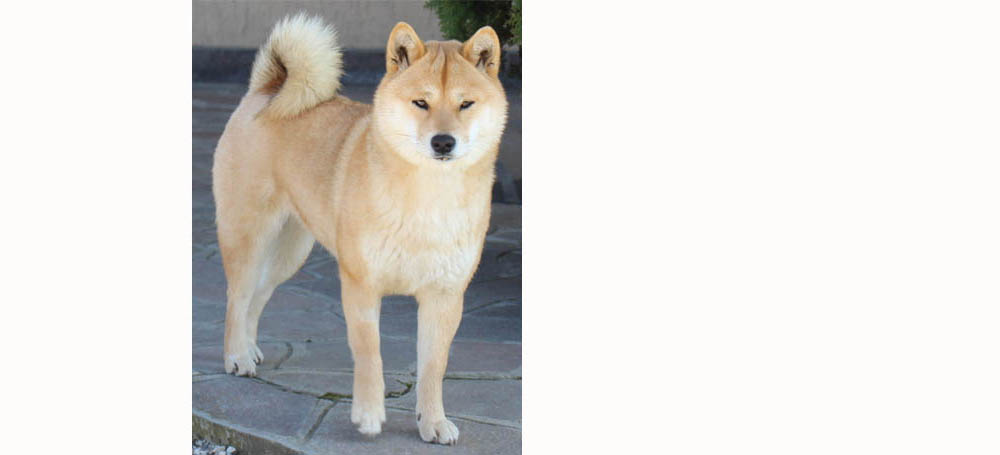 Shiba Inu Champion