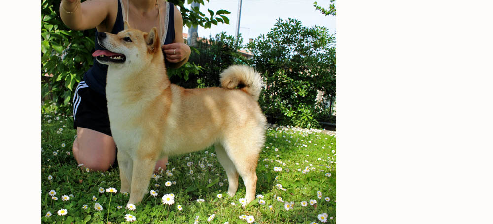 Shiba Inu figlia campione del mondo