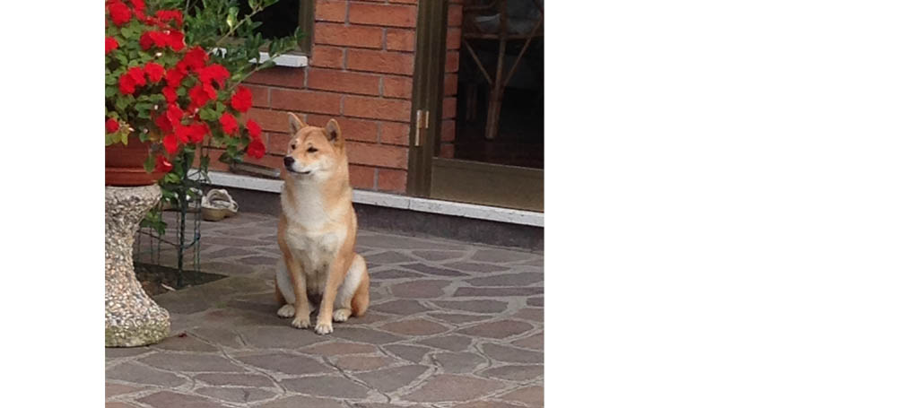 Shiba Inu Femmina