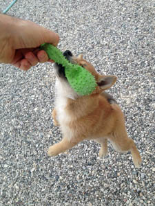 Shiba puppies play