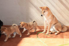 Shiba Inu Cucciola 7 settimane