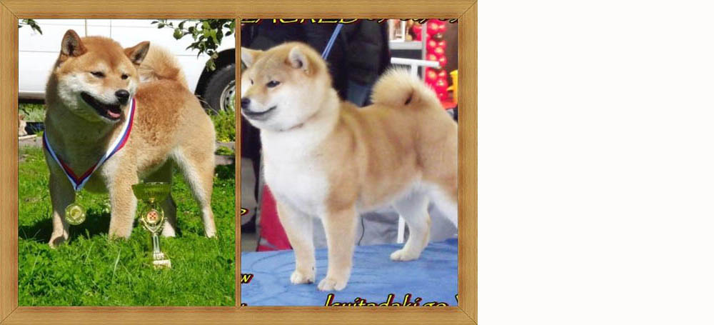 Shiba Inu Genitori