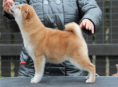 Shiba Inu Cuccioli