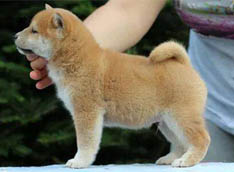 shiba-inu-cucciolo-toby