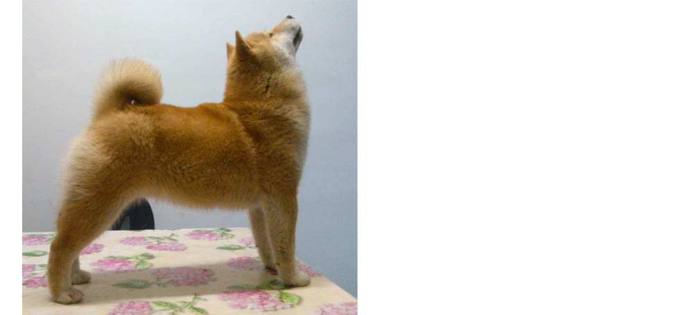 Shiba Inu dragon house Mr. Jones linea sangue