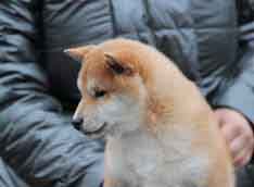 Shiba Inu 1 mese