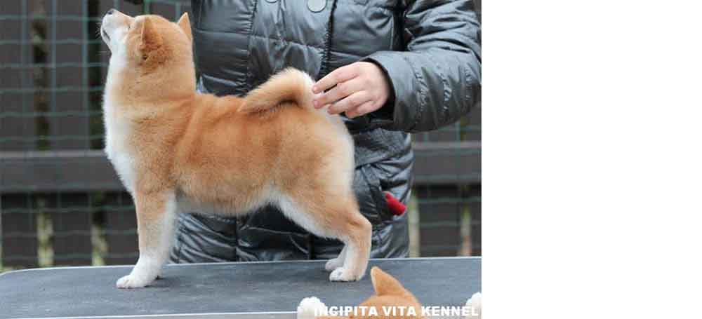 Shiba Inu 3 mesi