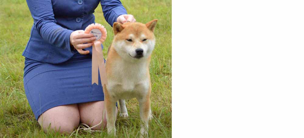 Shiba Inu linea americana