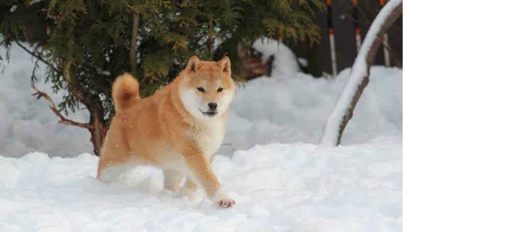 Shiba cammina Neve