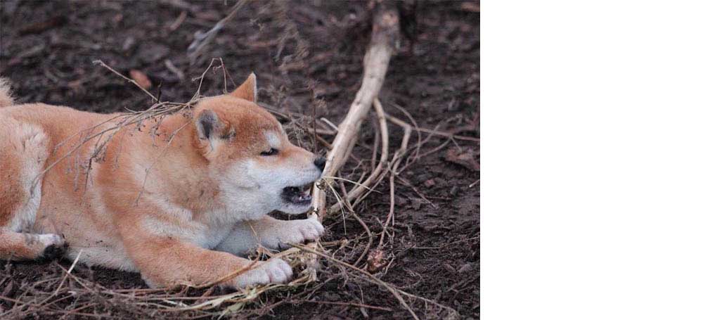 Shiba Inu Incipita Vita