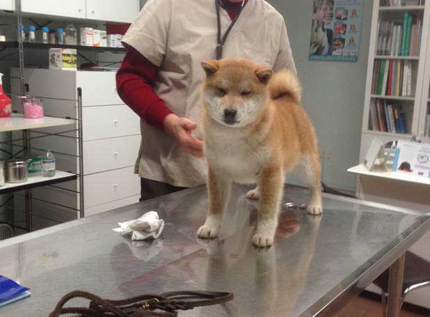Shiba Inu Veterinary Visit