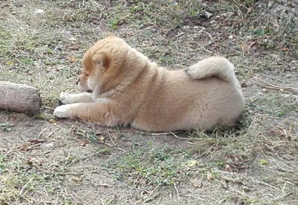 Shiba Inu cucciola 1 mese
