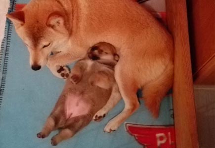 Shiba Inu cuccioli