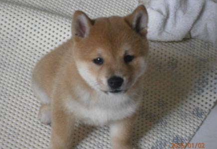 Shiba inu cuccioli